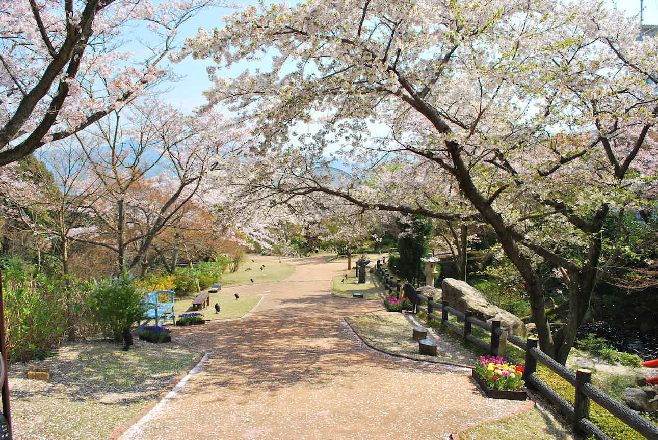 桜吹雪に包まれる遊歩道 海の見える杜美術館 広島 海の見える杜美術館 うみもりブログ