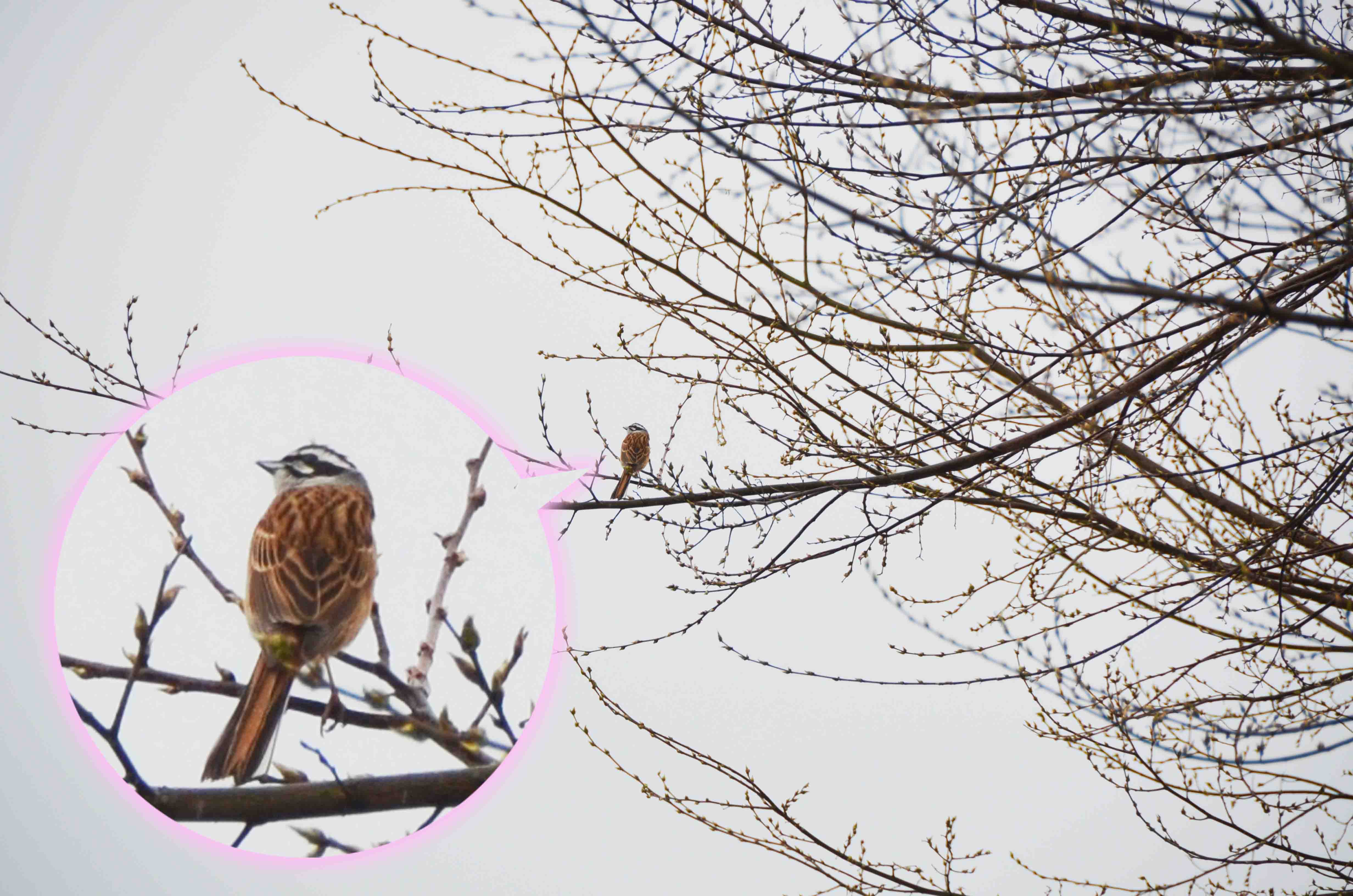 桜と鳥 4 広島 海の見える杜美術館 うみもりブログ