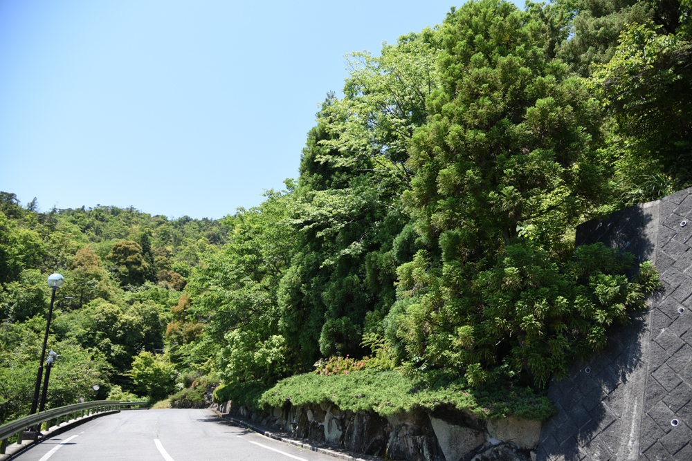 スギ 杉 の花 雄花 1 広島 海の見える杜美術館 うみもりブログ