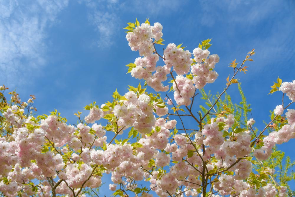 ショウゲツ 松月 桜 広島 海の見える杜美術館 うみもりブログ