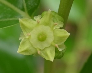 ナツメの花 広島 海の見える杜美術館 うみもりブログ