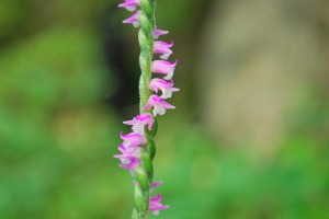 ネジバナの花 広島 海の見える杜美術館 うみもりブログ