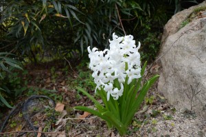 赤いヒヤシンス 風信子 の花 白いヒヤシンス 風信子 の花 広島 海の見える杜美術館 うみもりブログ