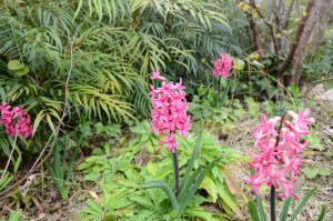 赤いヒヤシンス 風信子 の花 白いヒヤシンス 風信子 の花 広島 海の見える杜美術館 うみもりブログ