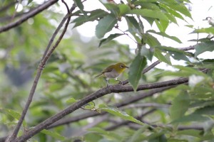 ウグイスの鳴き声 メジロの姿 広島 海の見える杜美術館 うみもりブログ