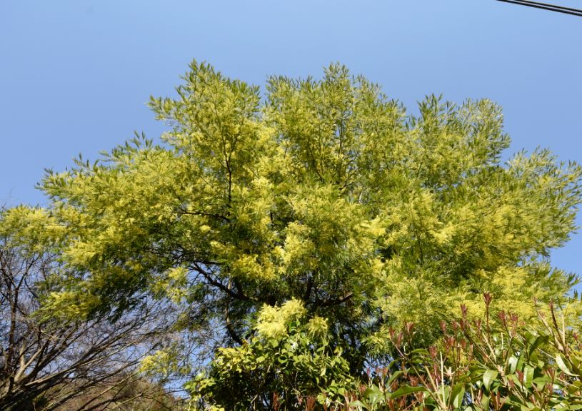 フサアカシア ミモザ とサンシュユ 山茱萸 の花 広島 海の見える杜美術館 うみもりブログ