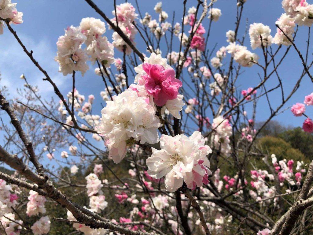 もりひこ 広島 海の見える杜美術館 うみもりブログ